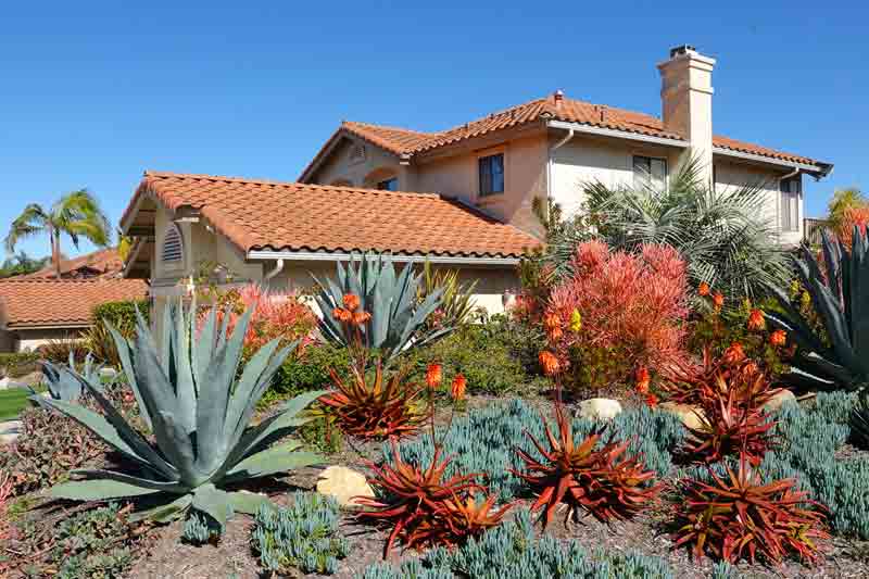 Xeriscape ideas